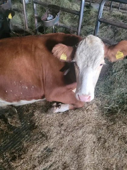 Verkaufe frisch melkende Bio-Kalbin
