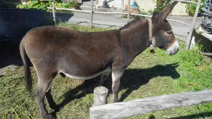 Schöner Eselhengst