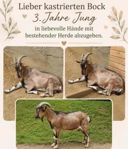 Kastrierter Ziegenbock (klein)