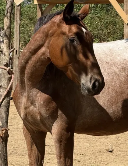 Appaloosa-Stute
