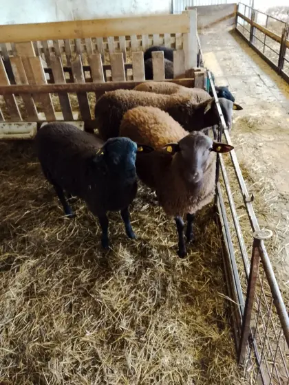 Verkaufe 4 reinrassige Bio-Jura-Widder