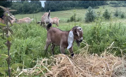 Anglonubier-Bock HB Zucht