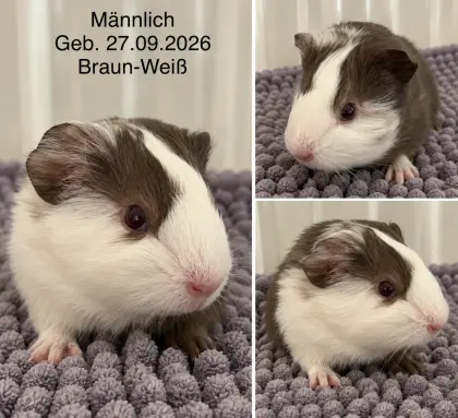 Meerschweinchen-Böckchen