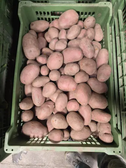 Rotschalige Kartoffeln