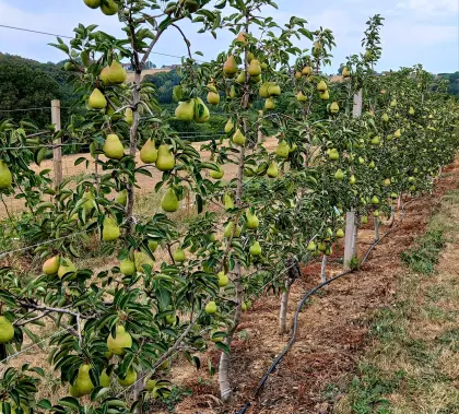 Maische, Williamsbirne rot, gelb