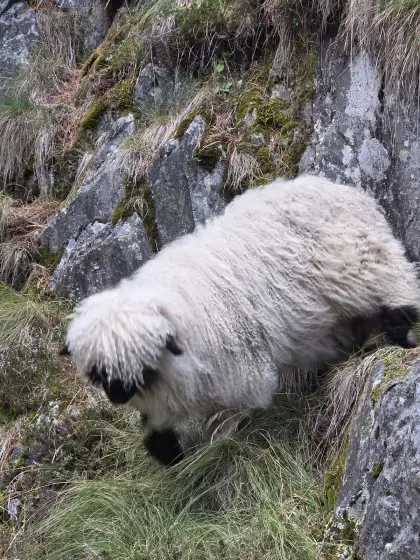 Walliser Schwarznasenschaf ohne Knieflecken vorne