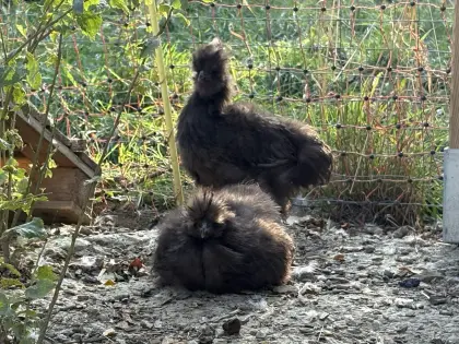 Zwei Seidenküken