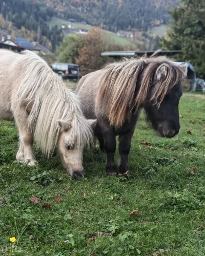 Mini-Junghengste zu verkaufen