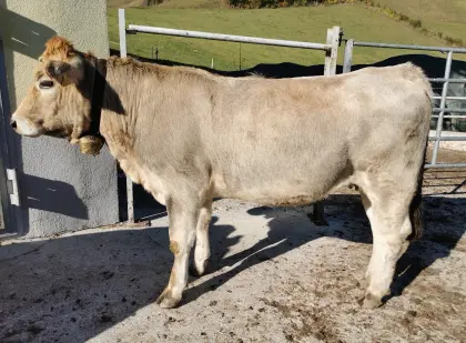 Verkaufe trächtige Murbodner Kalbin