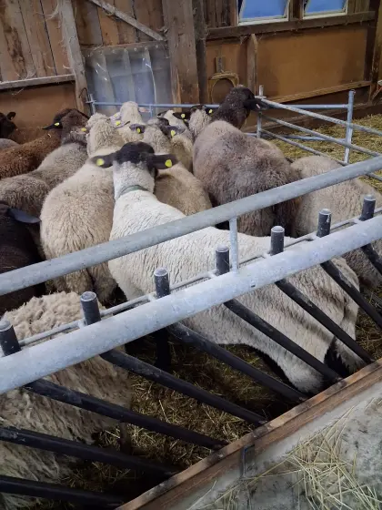 Bock, Mutter Schafe