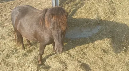 Mini-Shetty-Hengst