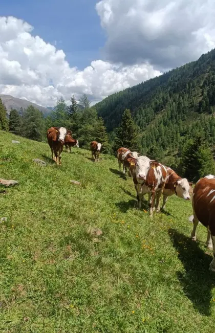 Kalbinnen