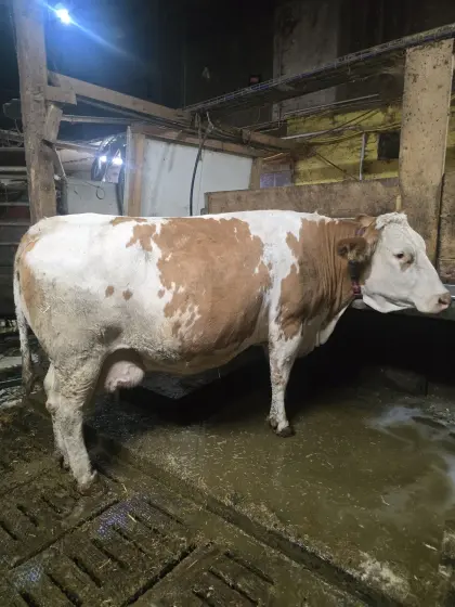 Mutterkuh mit Kalb