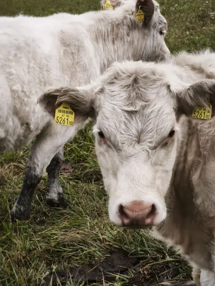 Charolais Jungkalbin