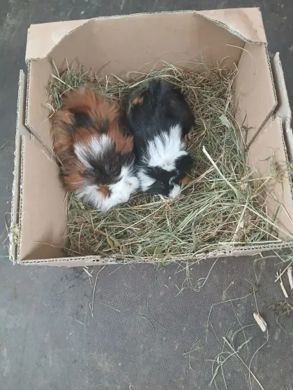 Meerschweinchen