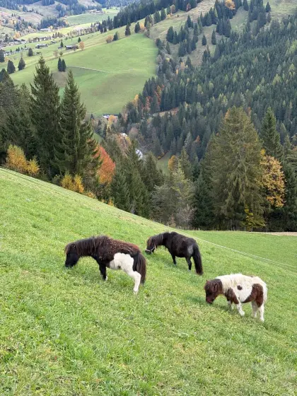 Minishetlandponys, beste Freunde zur Abgabe