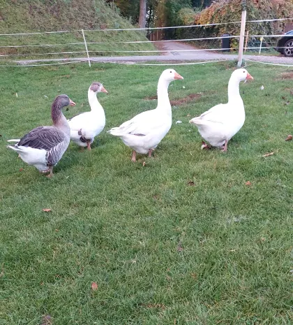 Gänse