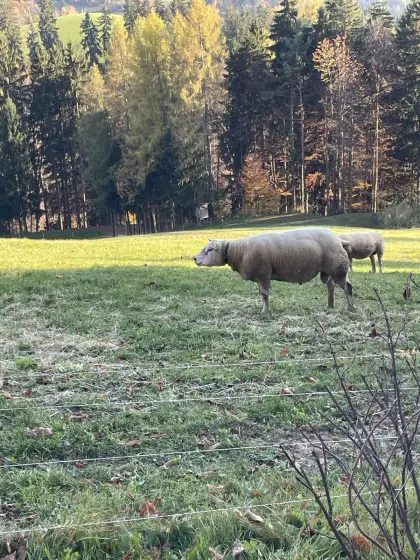 Texel-Widder Herdbuch