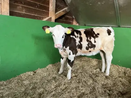 Kuhkalb Normande x Fleckvieh