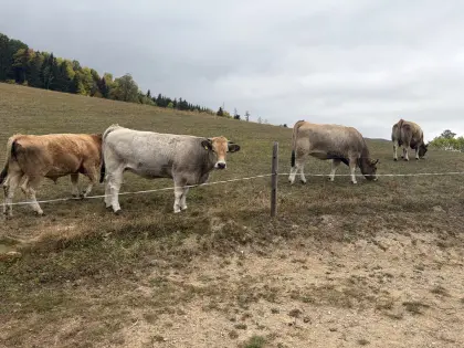 Verkaufe Herde