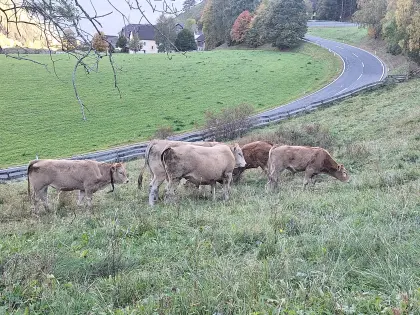 Bio Blonde d'Aquitaine Stier