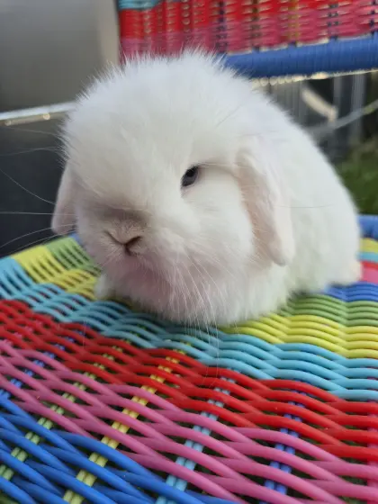 Mini Lop Nachwuchs Mäderl