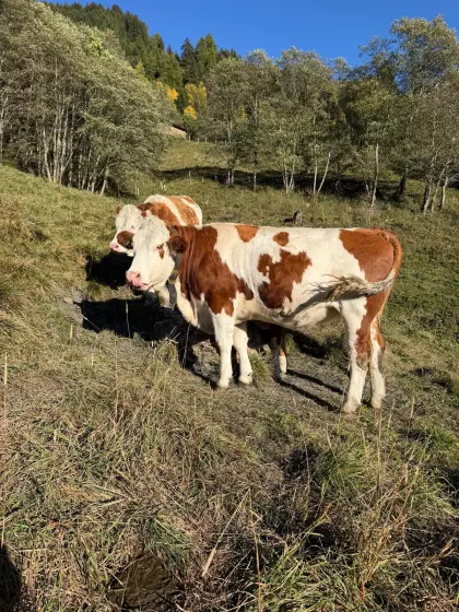 Verkaufe trächtige FL-Kalbin