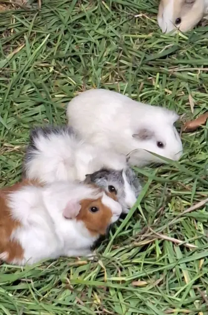 Meerschweinchen