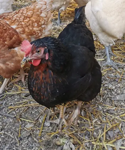 Legehennen