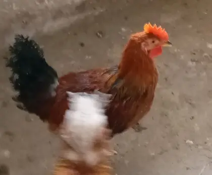 Junge Hähne abzugeben