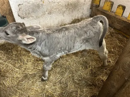 Original Braunvieh Stierkalb