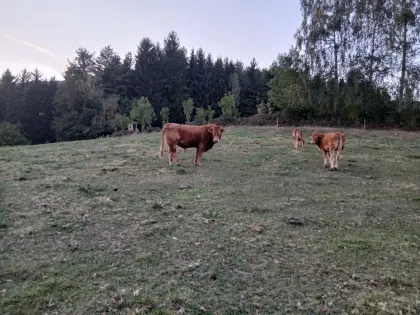 Limousin reinrassig