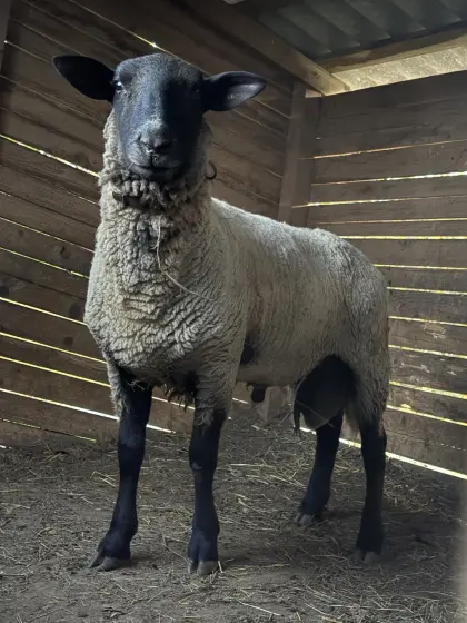Shropshire-Schafbock
