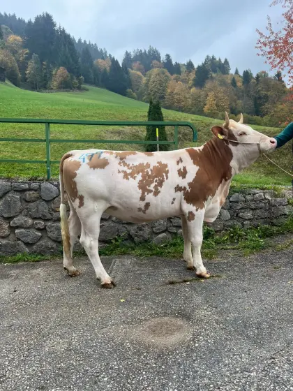 Verkaufe Bio-Kalbin mit Horn
