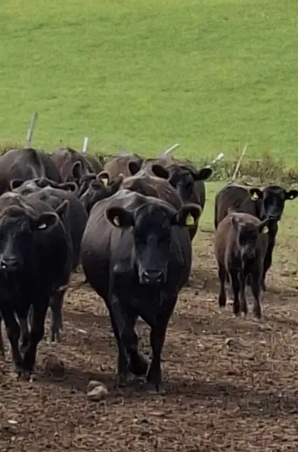 Aberdeen Angus