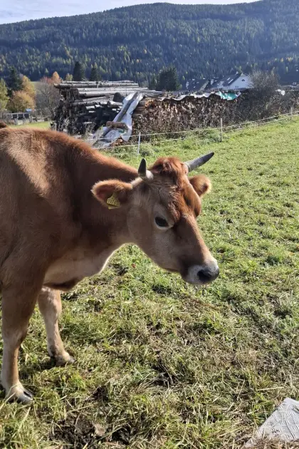 Jersey Kühe