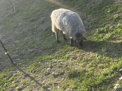 Alpiner Steinschaf-Widder