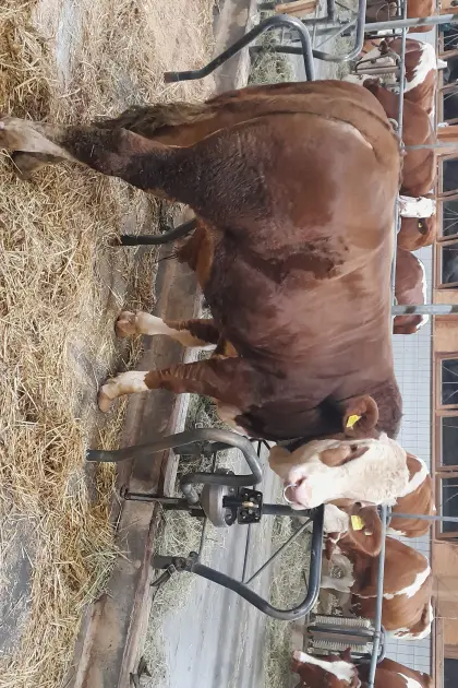 Verkaufe Stier