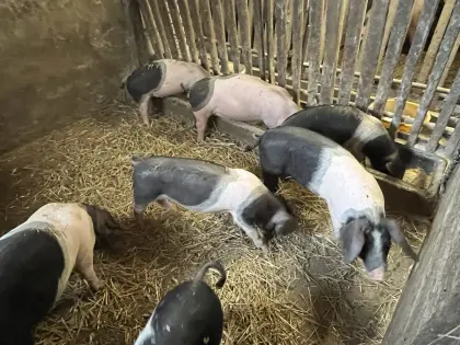 Ferkel