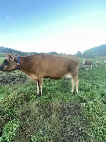 Bio-Jersey-Kuh wegen Betriebsaufgabe zu verkaufen