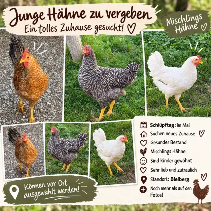 Hahn