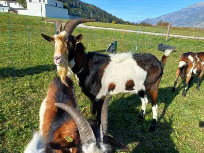Tauernscheckenbock