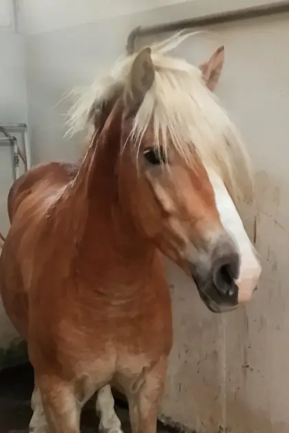 Haflinger