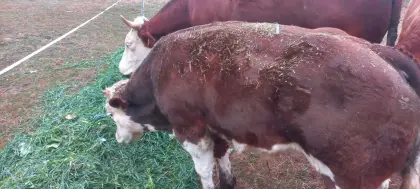 Verkaufe Stier und Kalbinnen