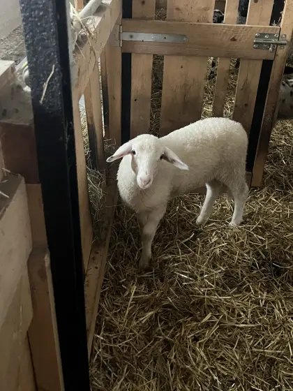 Verkaufe Schafbock