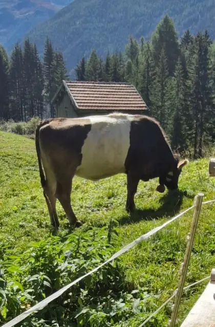 Gürtelkalbin