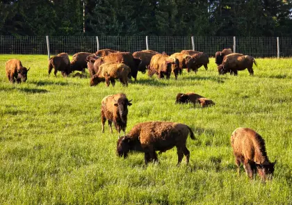 Bison Bio