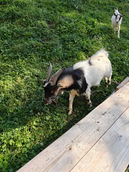 Deckfreudiger Zwergziegenbock