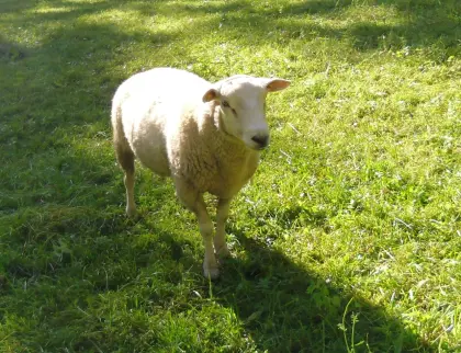 Widder Texel