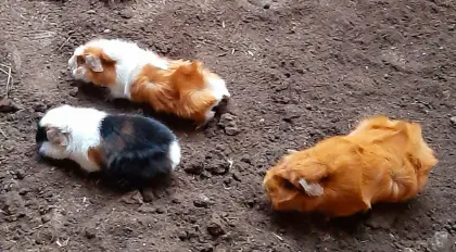 Meerschweinchen unterschiedlichen Alters